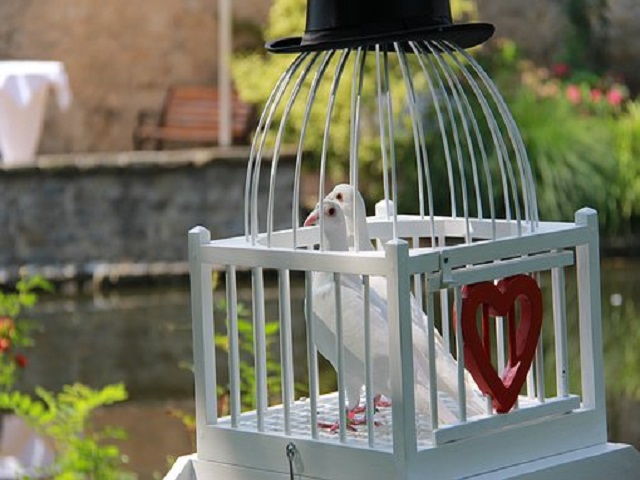 vypouštění svatebních holubů